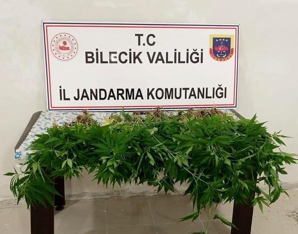 130 kök kenevir bitkisi ele geçirildi