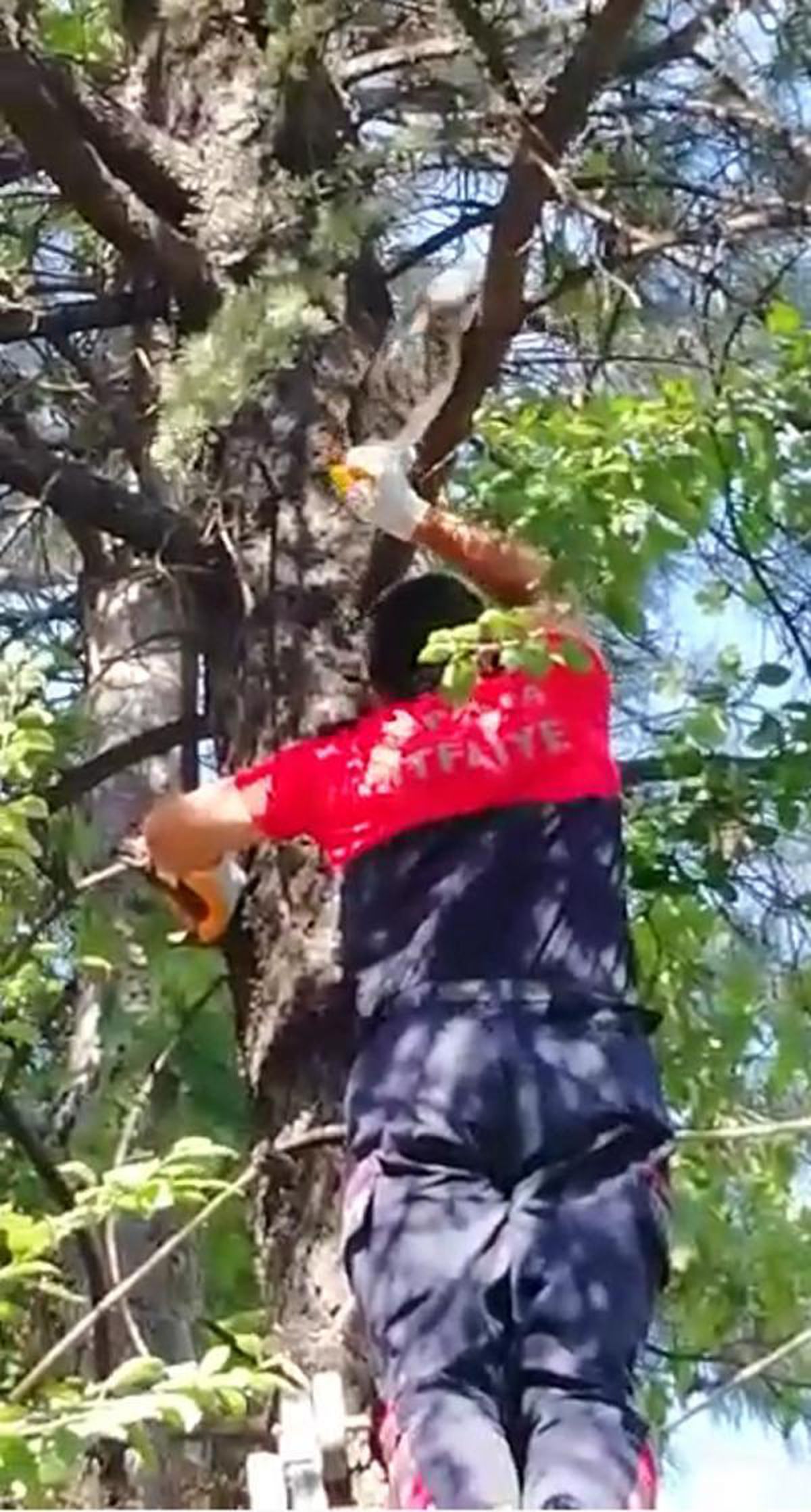 Ağaçta ve asansör boşluğunda mahsur kalan kediler kurtarıldı