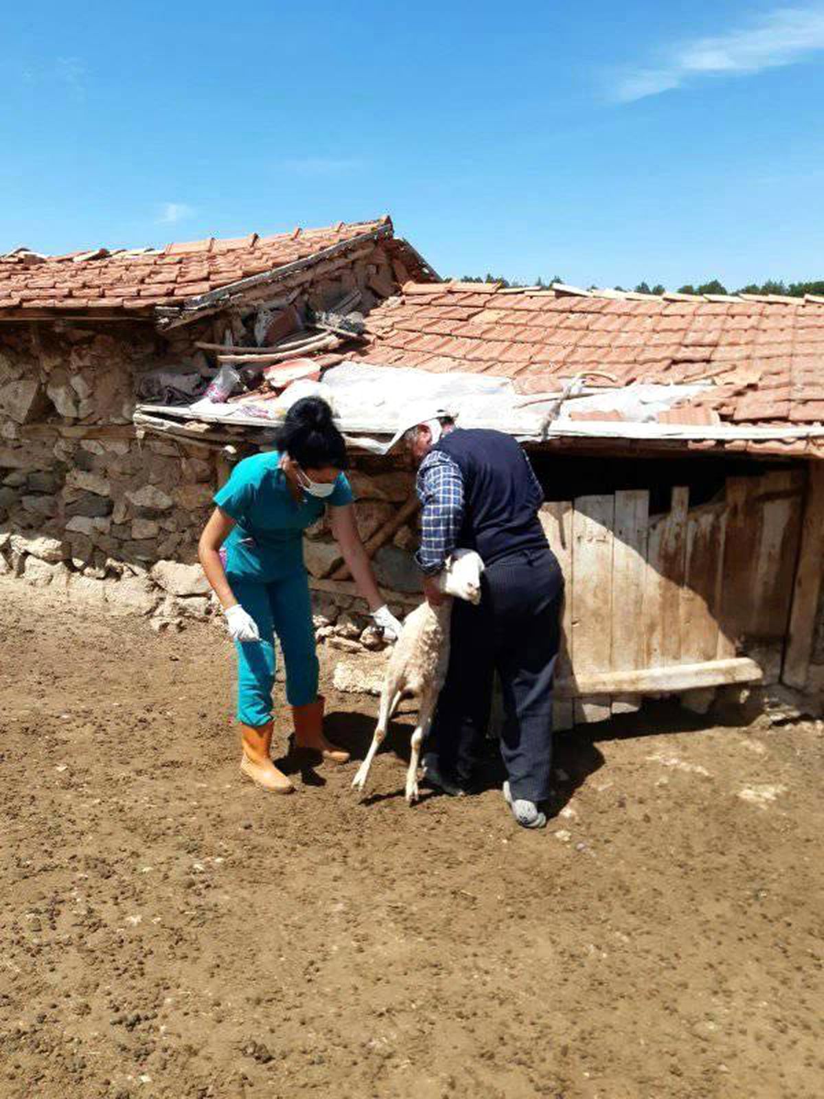 Aslanapa\'da küçükbaş hayvanlara küpeleme ve aşılama çalışmaları