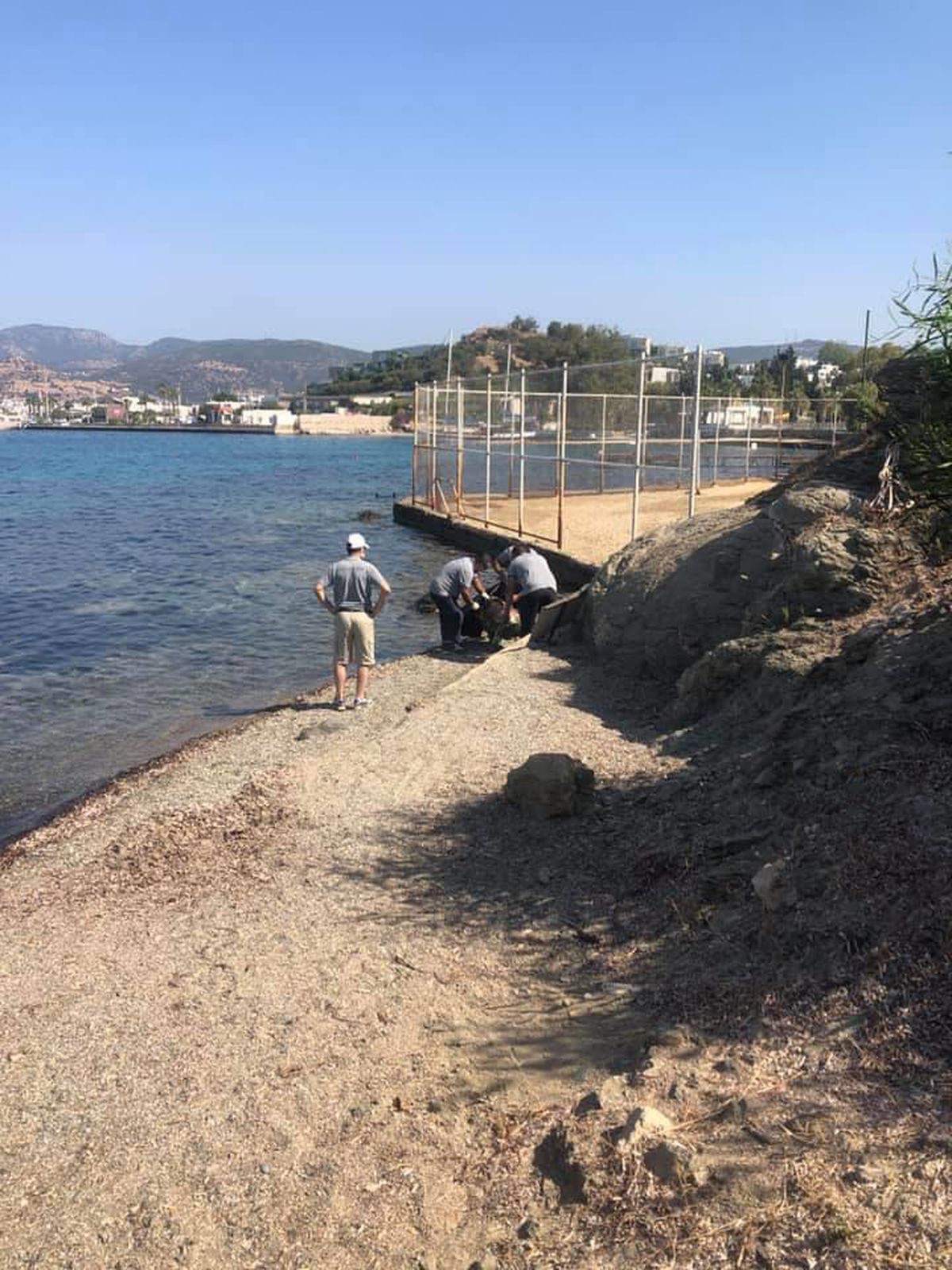 Bodrum\'da ölü caretta caretta bulundu