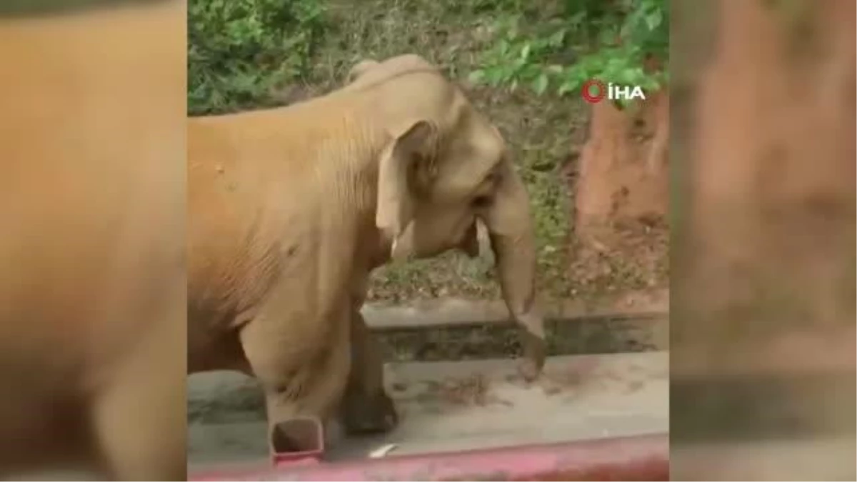 Çin\'de göç eden firari fil sürüsü dinlenme molası verdi