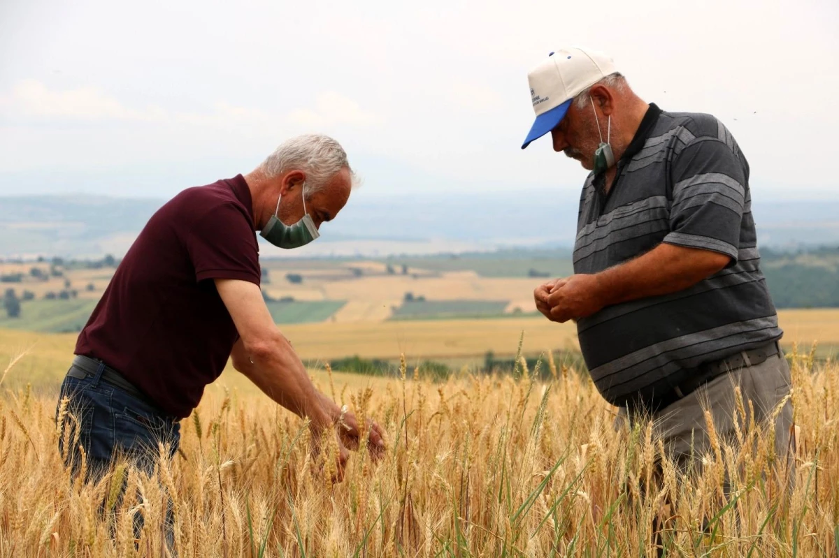 Edirne\'de çiftçiler buğday harmanı sezonundan umutlu
