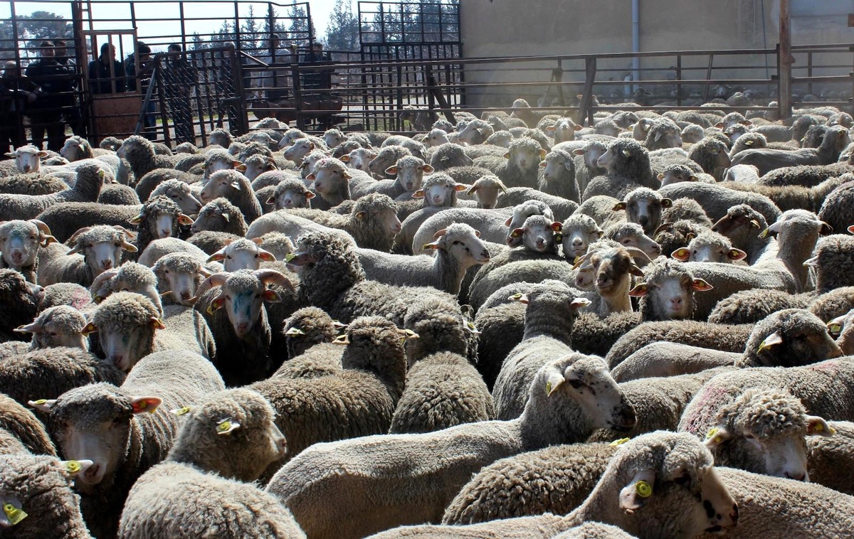 Erzincan çiftçisine anaç koyun keçi desteği