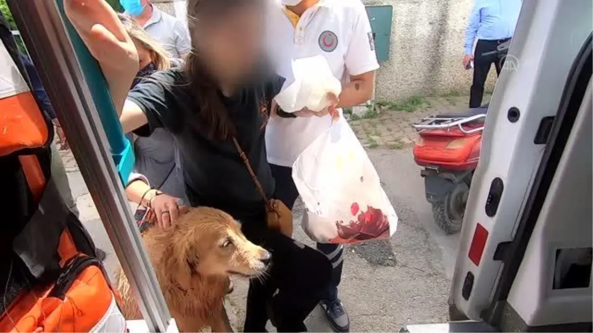 Sadık köpek görenleri duygulandırdı! Hastaneye kaldırılan sahibini bir an olsun yalnız bırakmadı