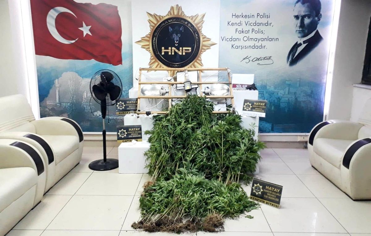 Hatay\'da evinde kenevir yetiştiren şüpheli yakalandı