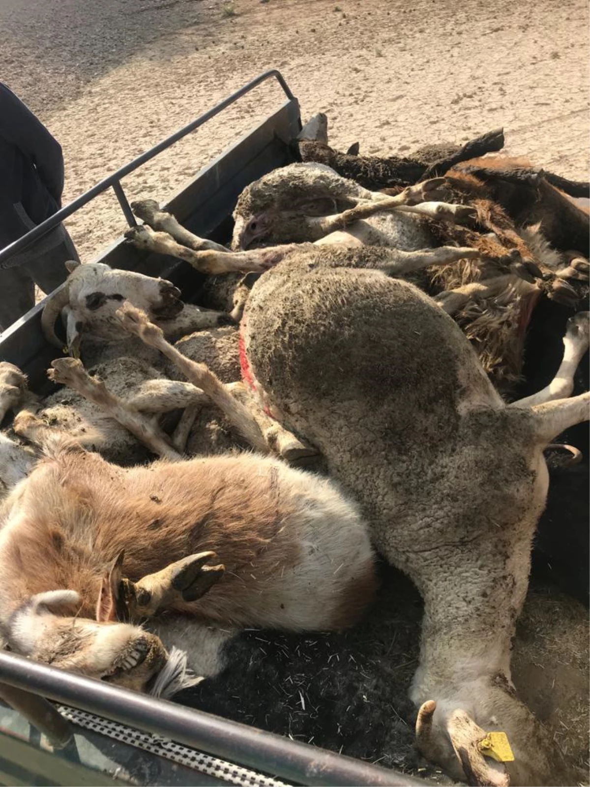 Karaman\'da 150 koyunu telef olan üretici destek bekliyor