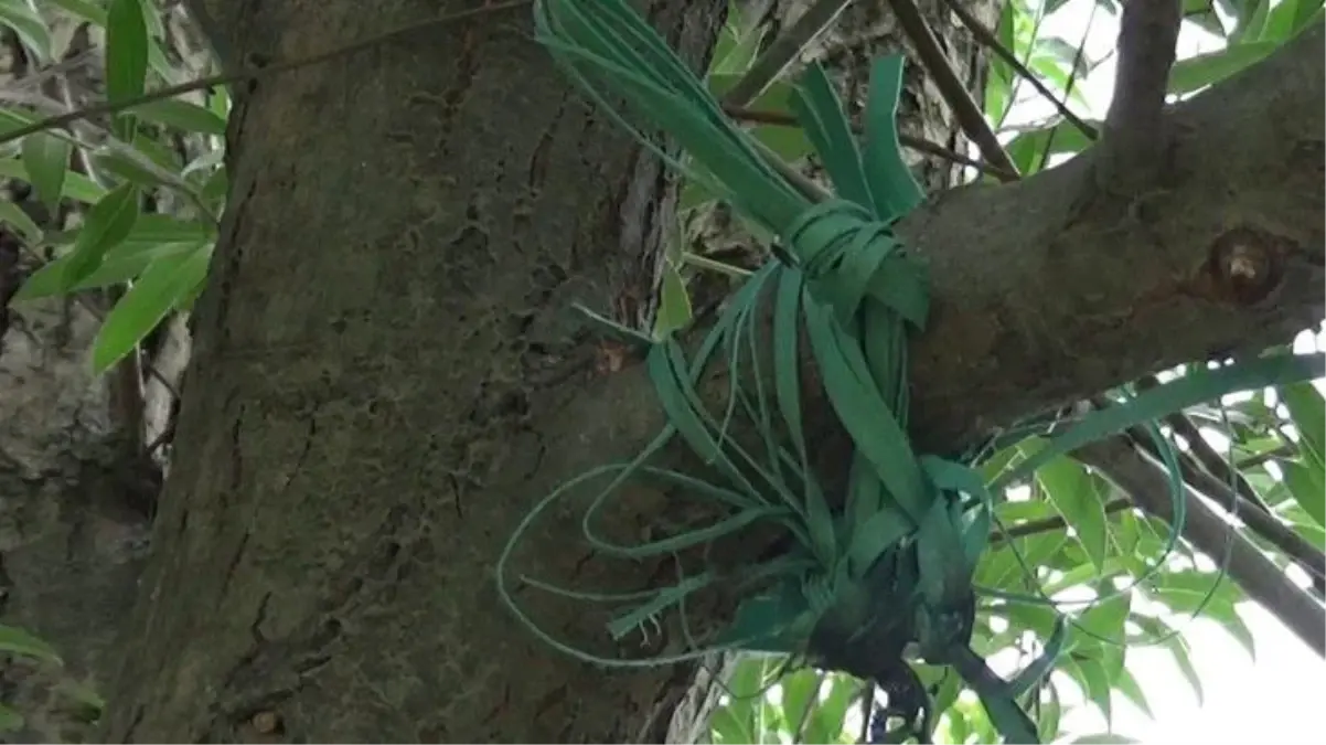 Kardeşinden helallik isteyerek kayıplara karışan adamın cansız bedeni ağaca asılı halde ortaya çıktı