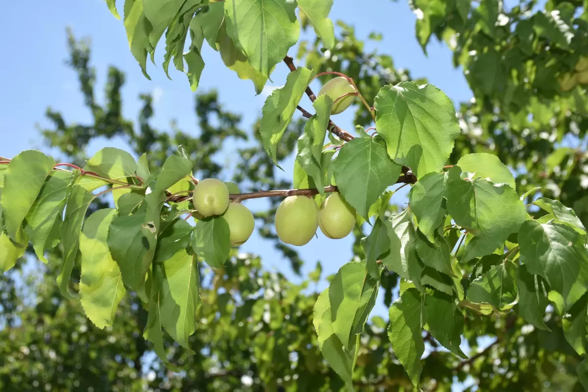 "Kayısının başkenti"nde üreticiler yeni sezona mutlu giriyor