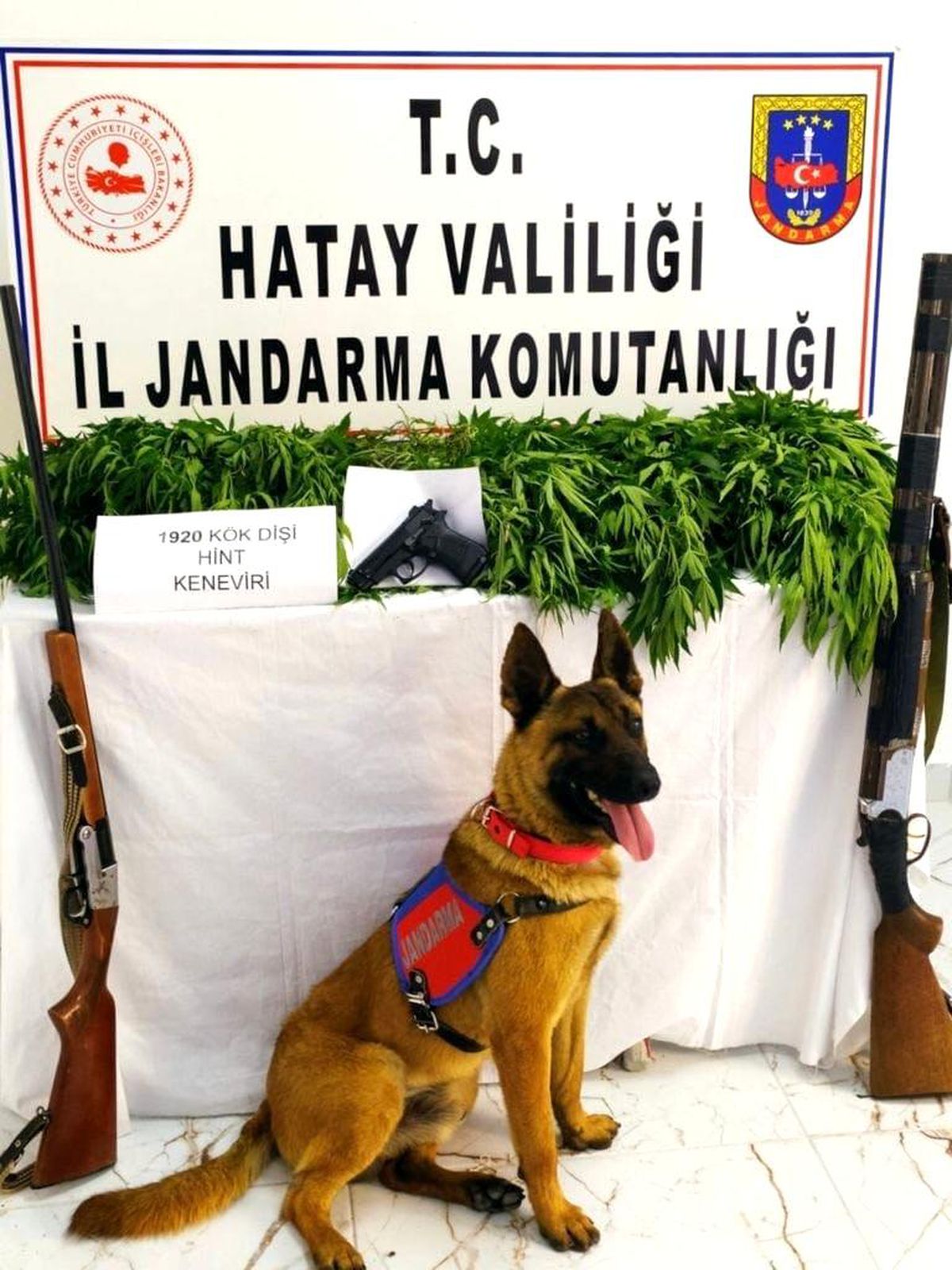 Kırıkhan\'da bin 920 kök kenevir bitkisi ele geçirildi