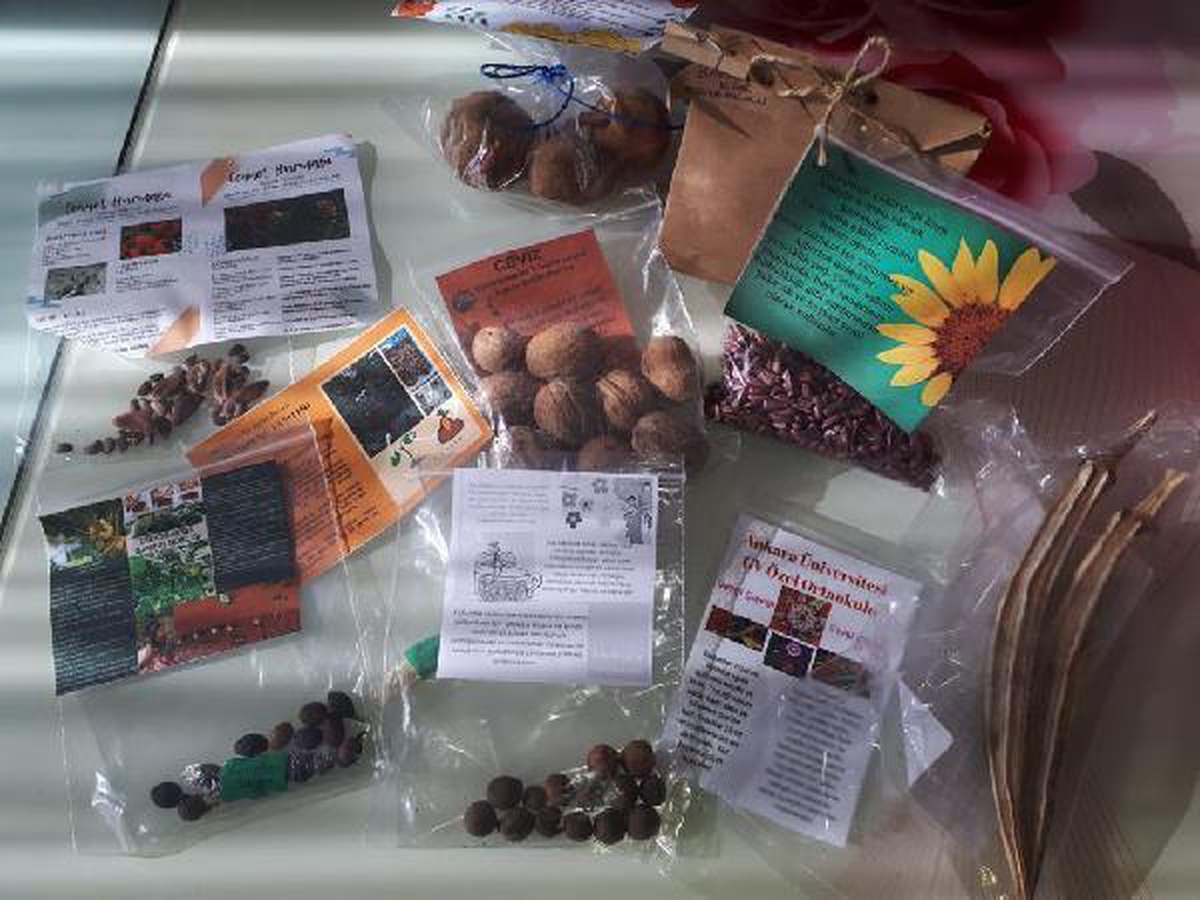 Köy okulu öğrencileri, Avrupalı yaşıtlarına Adilcevaz cevizini tanıttı