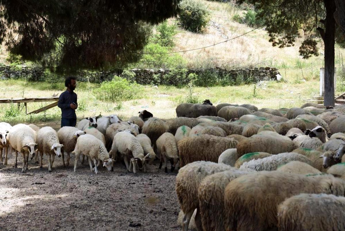 Koyun-keçi destek ödemeleri başladı