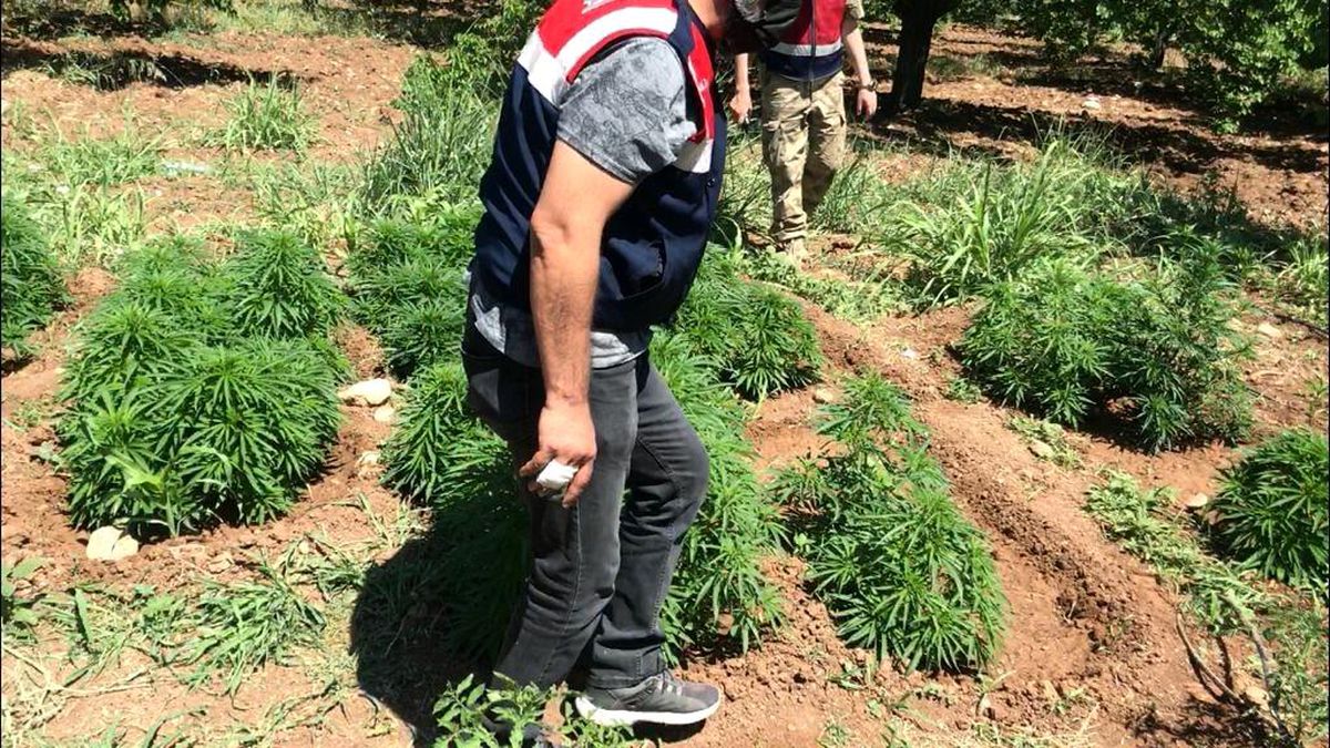 Malatya\'da 31 bin 750 kök hint keneviri ele geçirildi