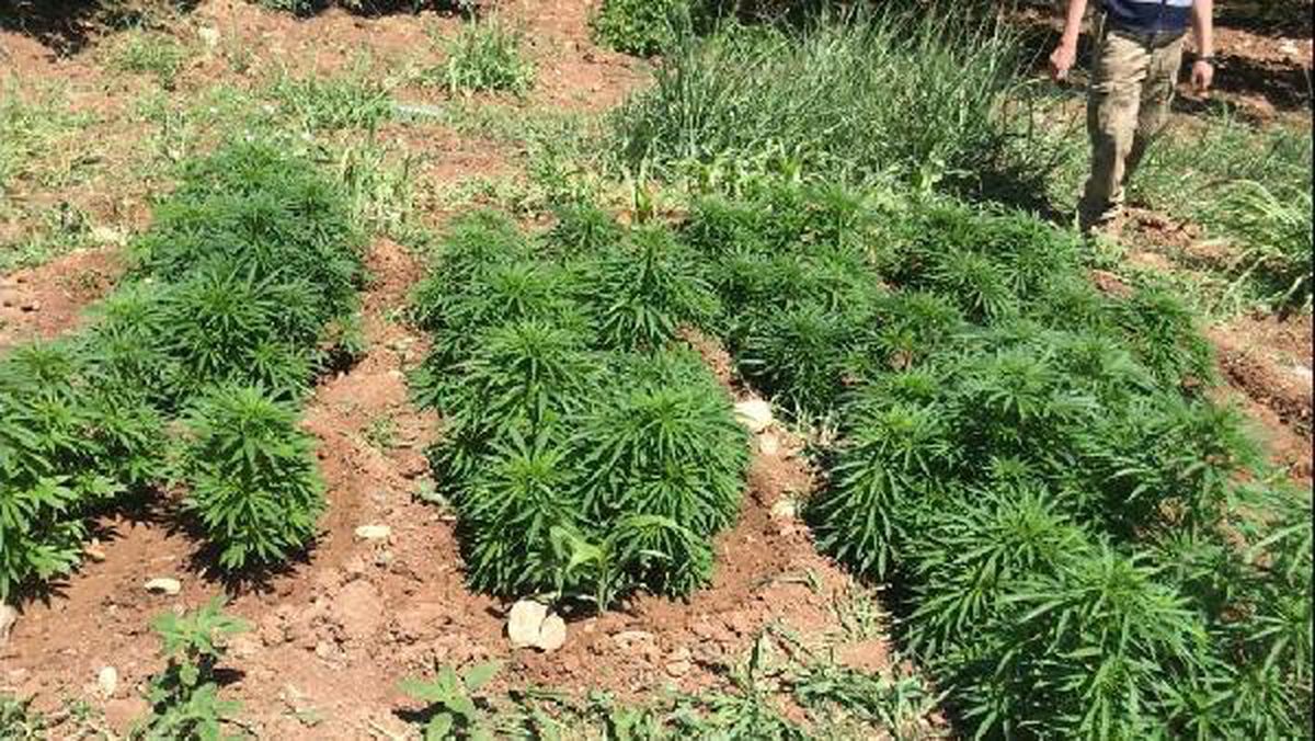 Malatya\'da 31 bin 750 kök kenevire 3 gözaltı