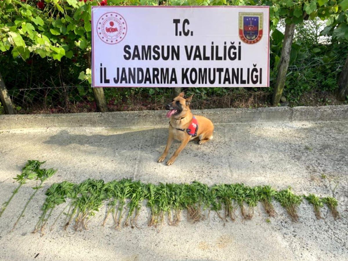 Samsun\'da 326 kök kenevir bitkisi ele geçirildi