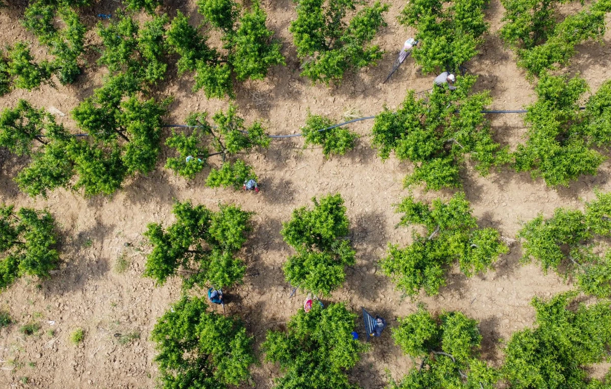 Şeftali üreticisi kaliteyi artırmak için ağaçlarda "tekleme" yapıyor