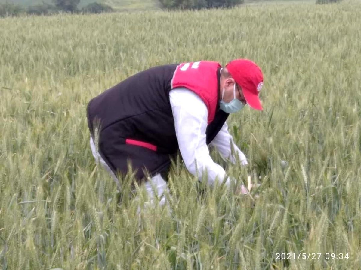 Süne zararlısına karşı zirai mücadele başlatıldı