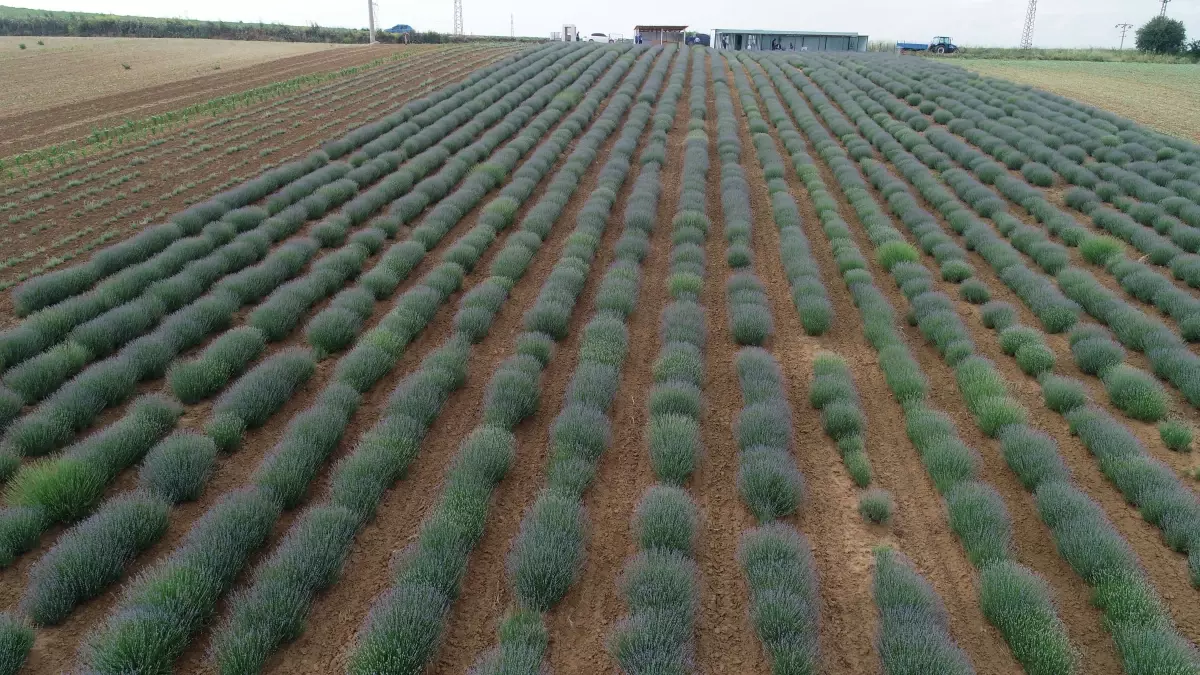 Tekirdağ\'da çiçek açan lavanta tarlaları göz kamaştırıyor