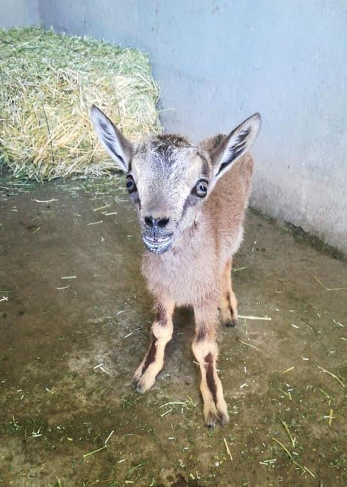 Tunceli\'de yavru dağ keçisi koruma altına alındı