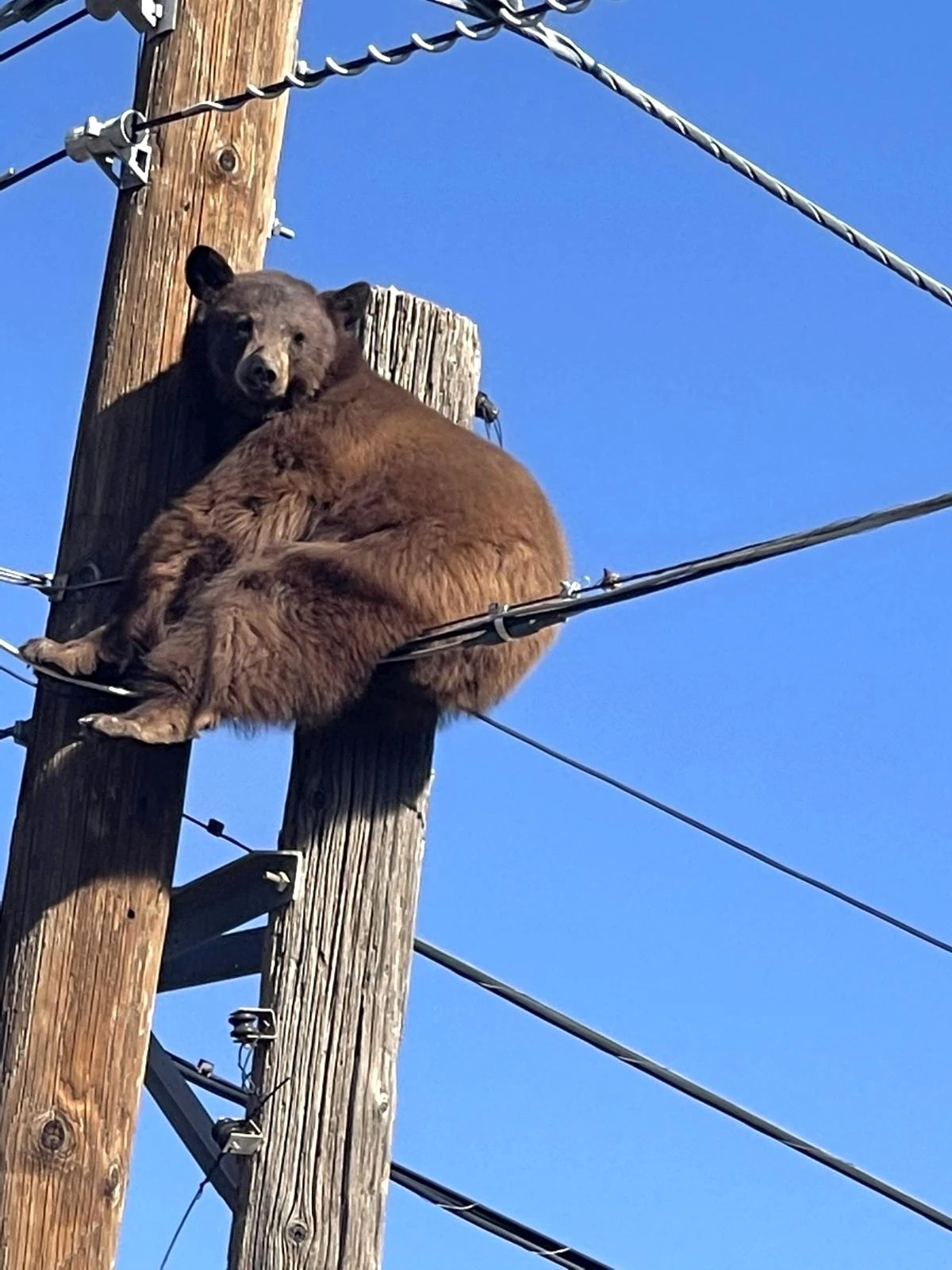 ABD\'de elektrik direğinin tepesinde mahsur kalan ayı kurtarıldı