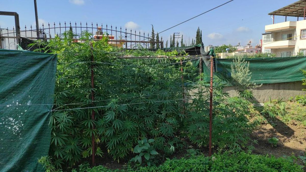 Adana\'da evinde uyuşturucu yetiştiren zanlı yakalandı