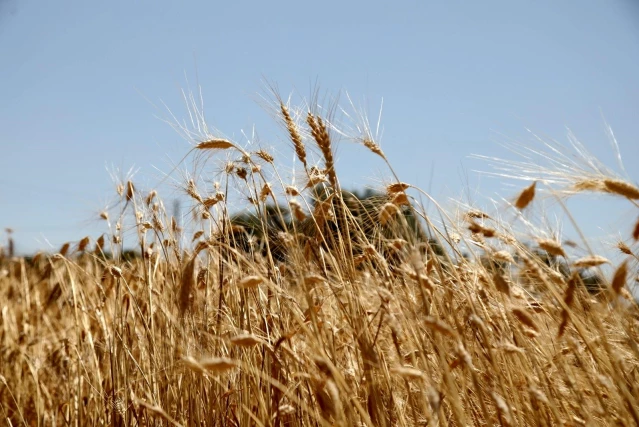 Ata tohumu Karakılçık Buğdayı'nın ilk hasadı Karaova'da yapıldı
