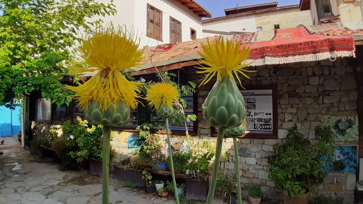 Kuşadası\'nda "tülüşah" önlemi! Bu bitkiyi koparmanın cezası 73 bin TL