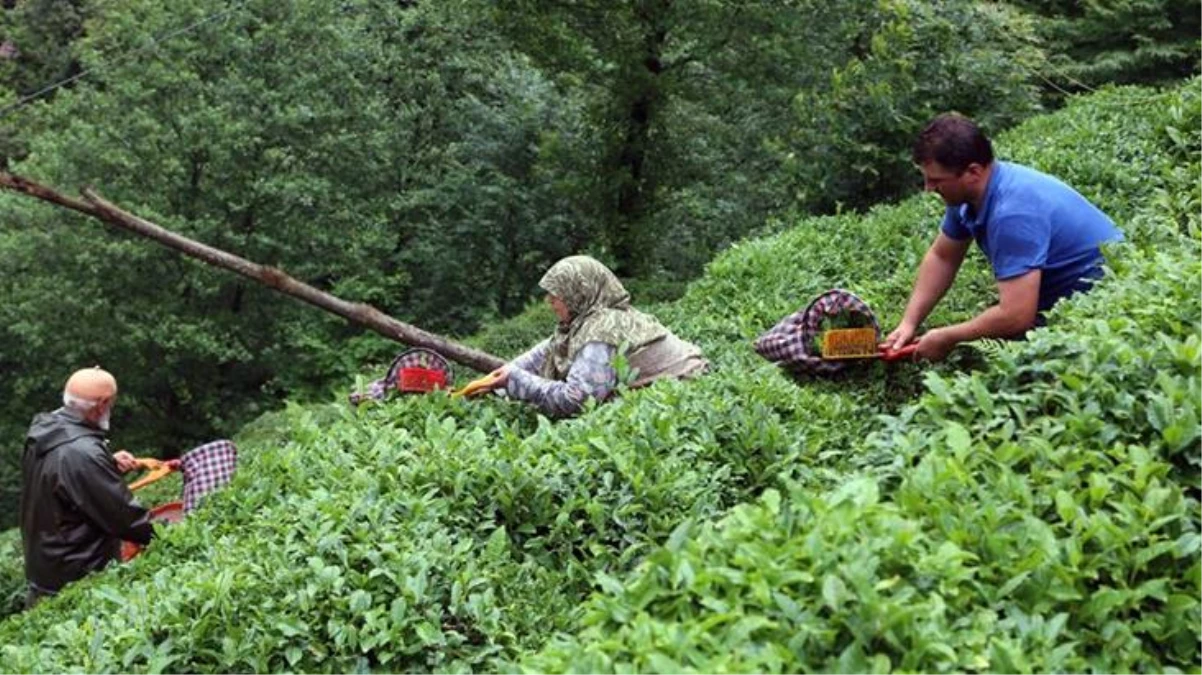 Çay ihracatından yılın 5 ayında 8,5 milyon dolar gelir elde edildi