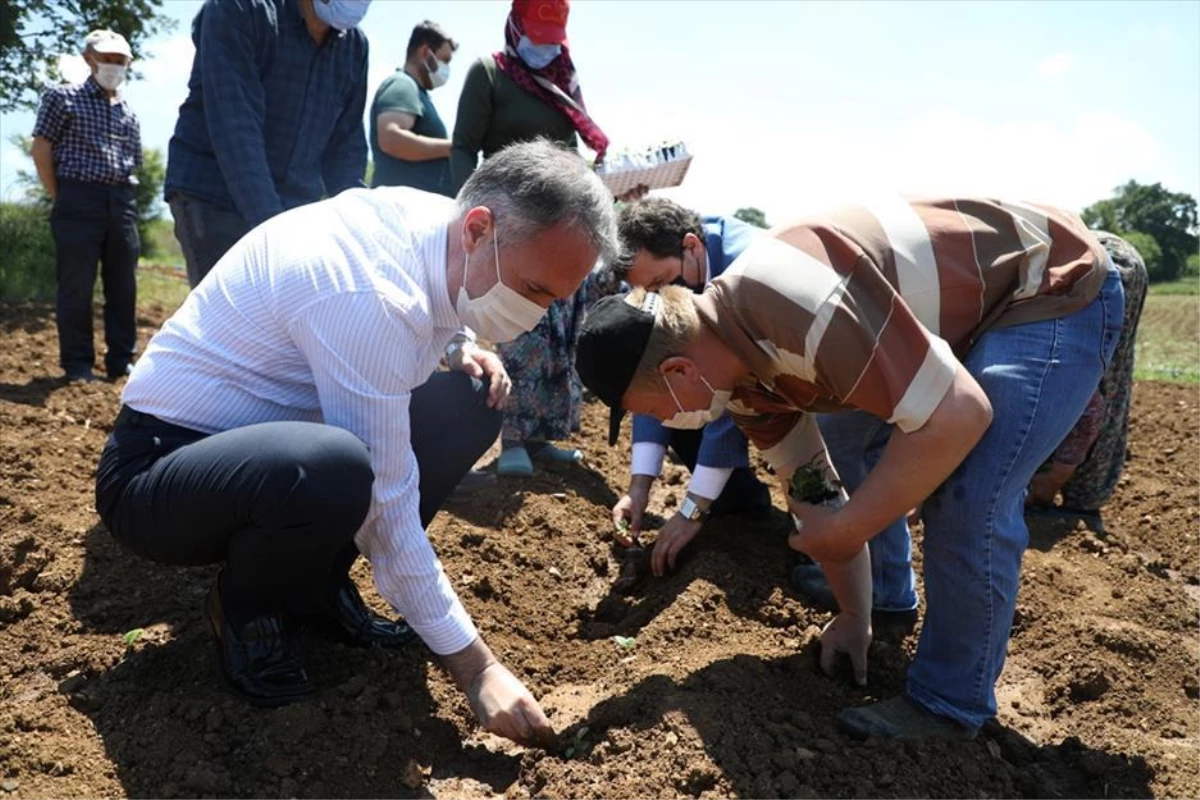 İnegöl\'de ilk ekinezya ekimi gerçekleşti