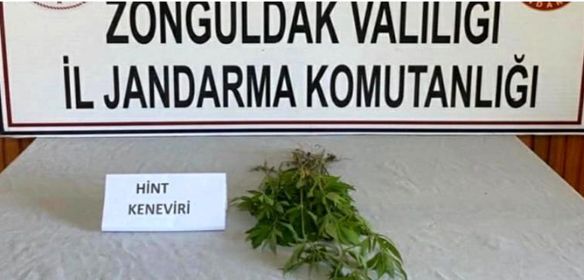 Jandarmadan kenevir baskını