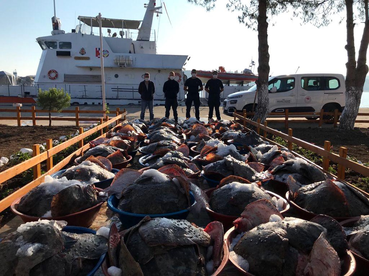 Kaçak avlanan 3 ton kalkan balığına Sahil Güvenlik ekipleri el koydu