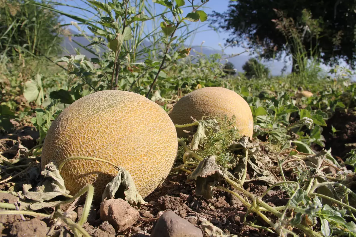 Kırıkhan kavununun hasadına başlandı