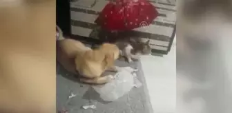 Köpek ile kedinin dostluğu şaşırtıyor