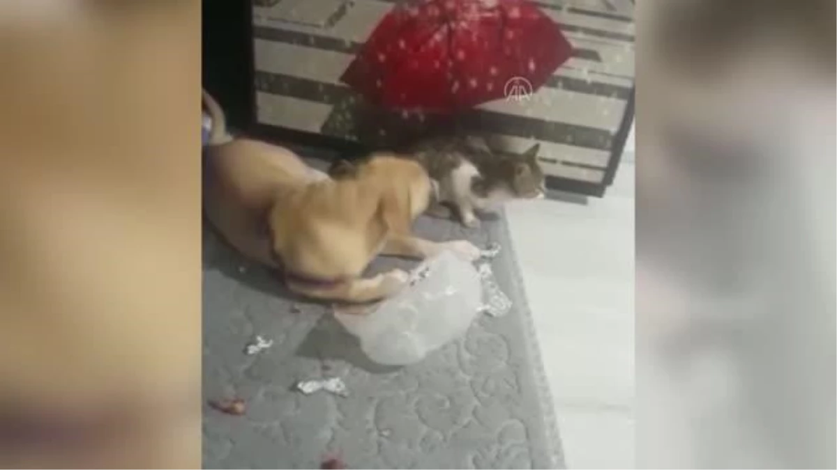 Köpek ile kedinin dostluğu şaşırtıyor