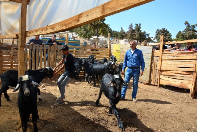 Kurbanlık satışları başladı