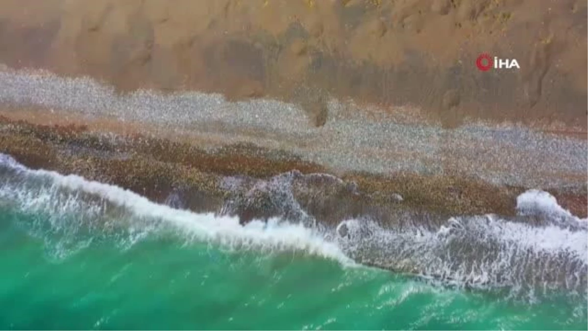 Mersin\'de deniz kaplumbağaları için sahil temizliği