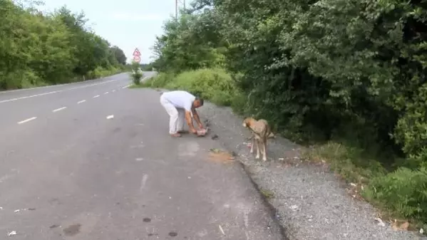 SARIYER'DE SERVİS ŞOFORÜ DÖRT YILDIR HER GÜN SOKAK HAYVANLARINI BESLİYOR