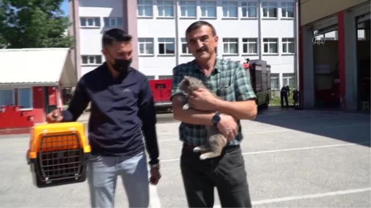 Son dakika haberi: Sattıkları aracın motor bölümüne giren kedi yavrusunu Düzce\'de teslim aldılar