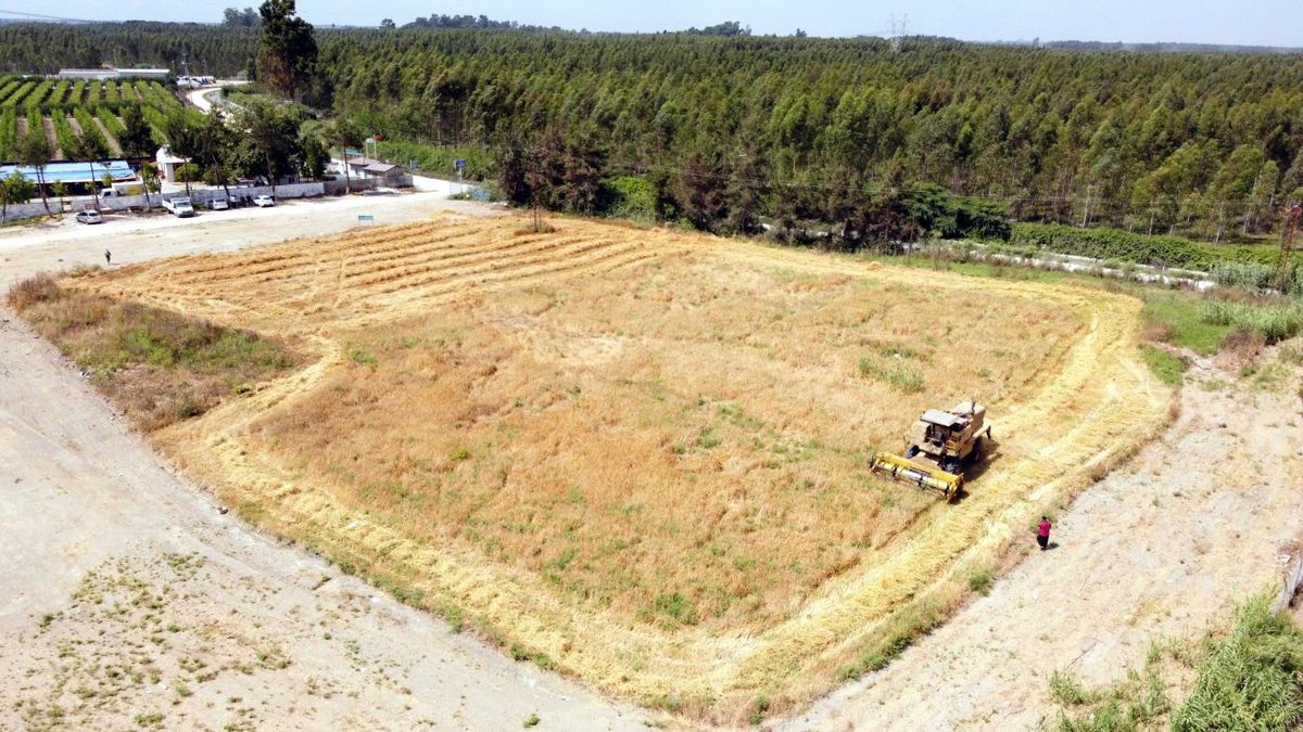 Tarsus\'ta 7 dönümlük kunduru buğdayı hasat edildi