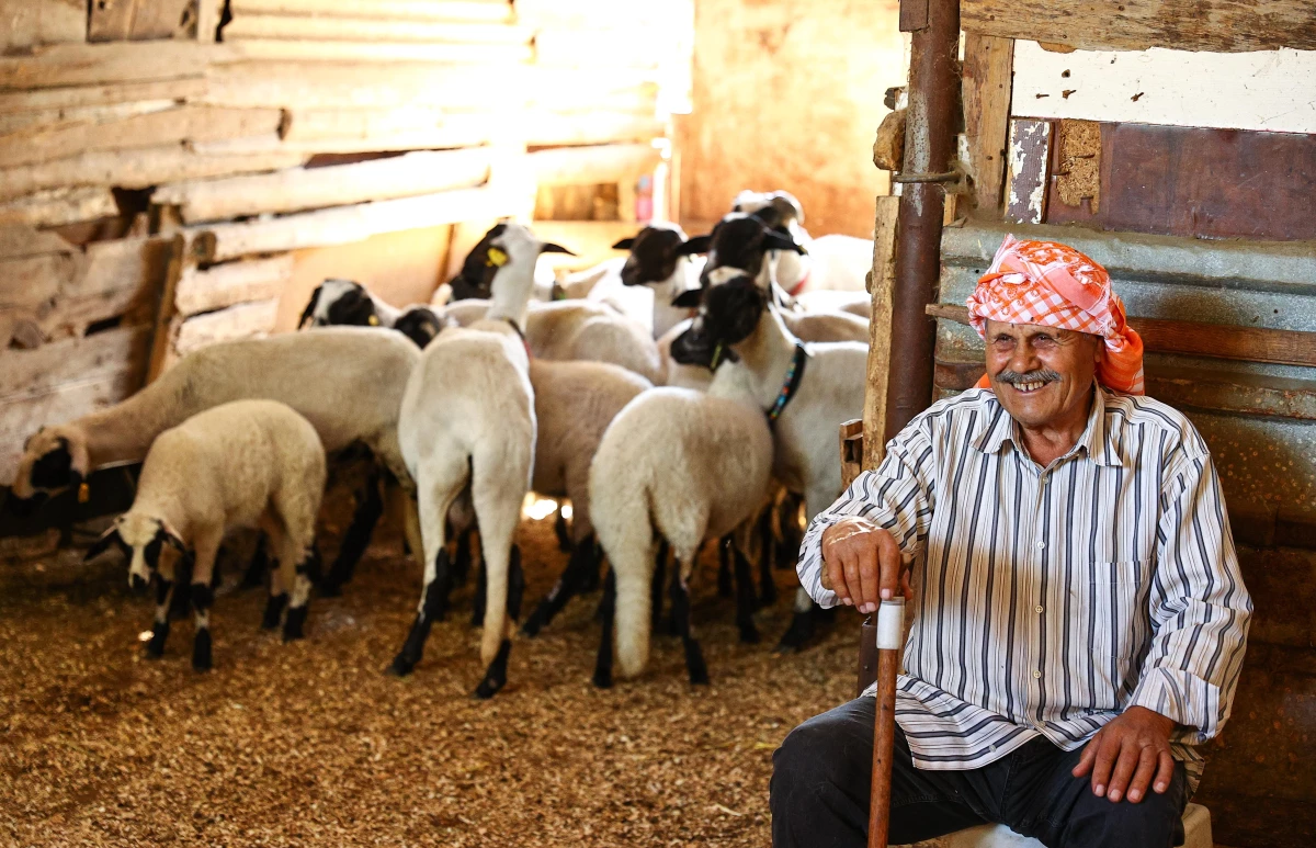 ÜRETİMDEN İHRACATA TARIM - Sakız koyunu yetiştiriciliğe adanmış bir ömür: Ekrem Çelik