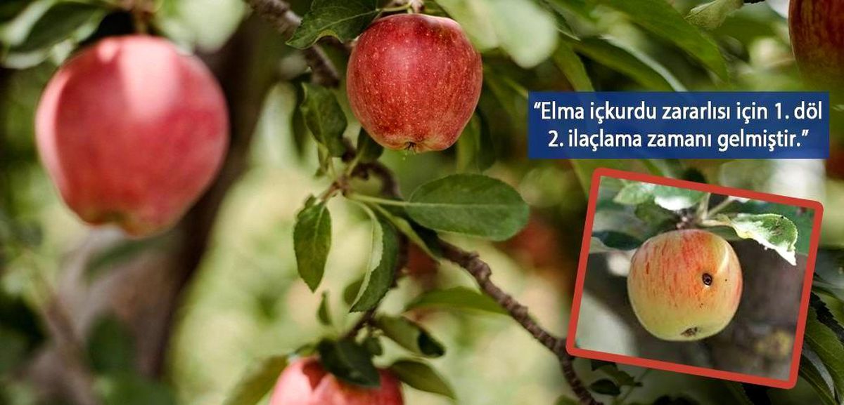 Van\'da elma iç kurduna karşı ikinci ilaçlama uyarısı