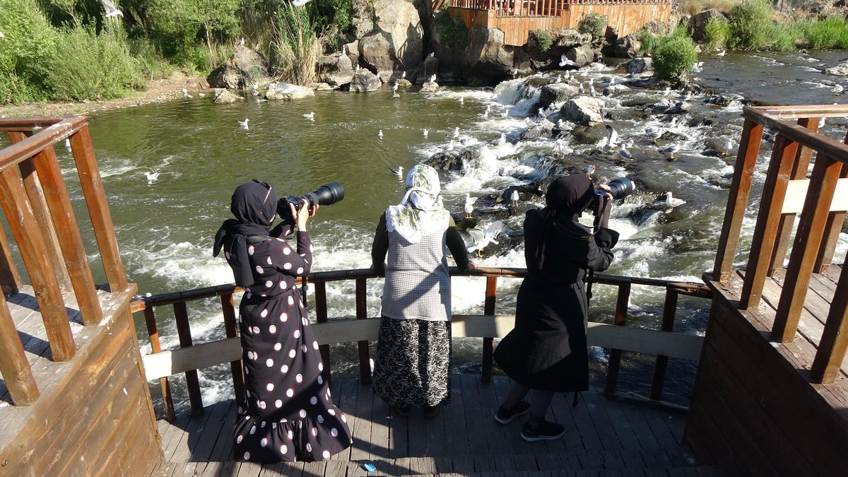 Van\'da inci kefali göçü devam ediyor