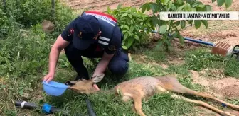 Yaralı karacaya jandarma şefkati