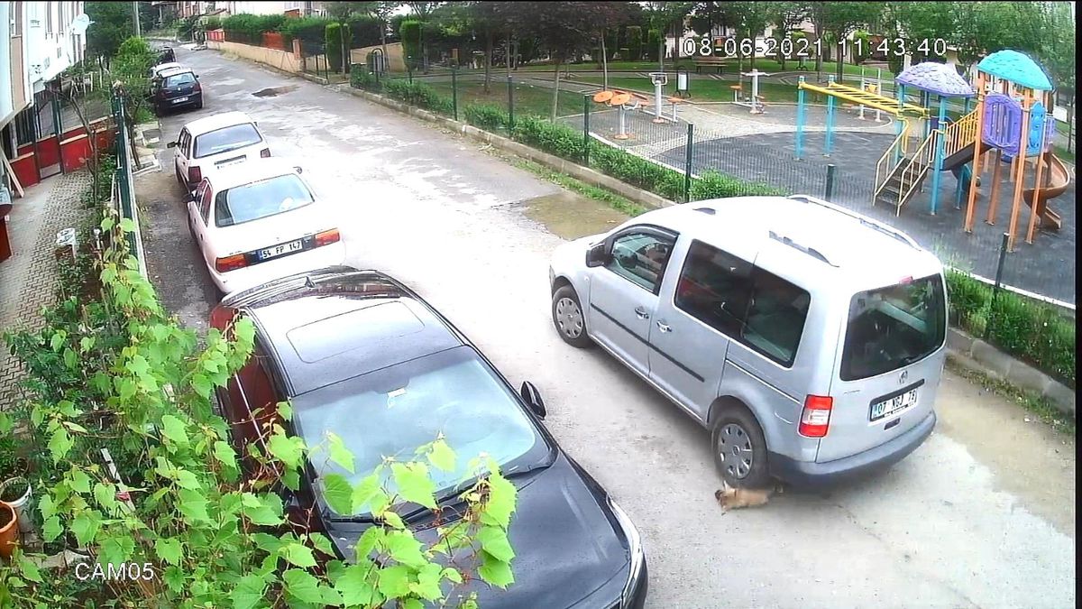 Yavru köpeği ezen sürücü cezasız kalmadı