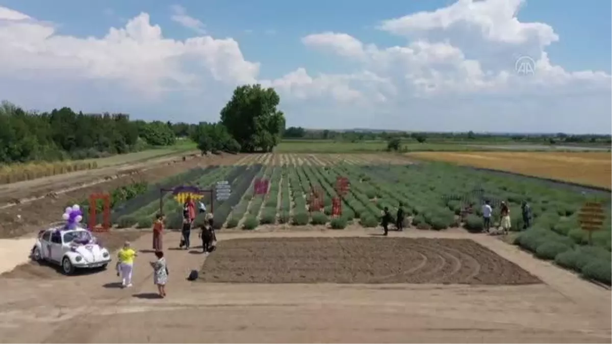 5 gün sürecek "lavanta" kokulu tarla günleri etkinlikleri başladı (2)