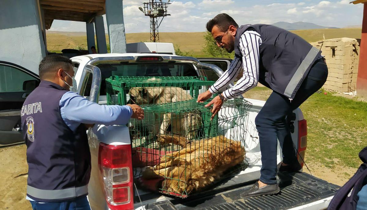 Başkale\'de yaralı halde bulunan iki köpek tedavi altına alındı