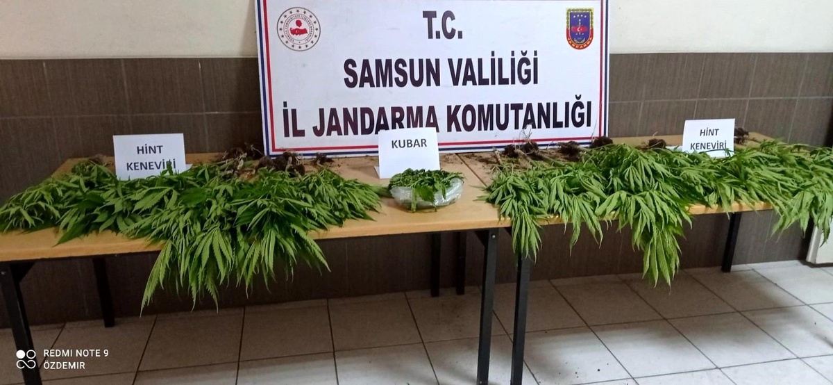 Çarşamba\'da 81 kök kenevir ele geçirildi