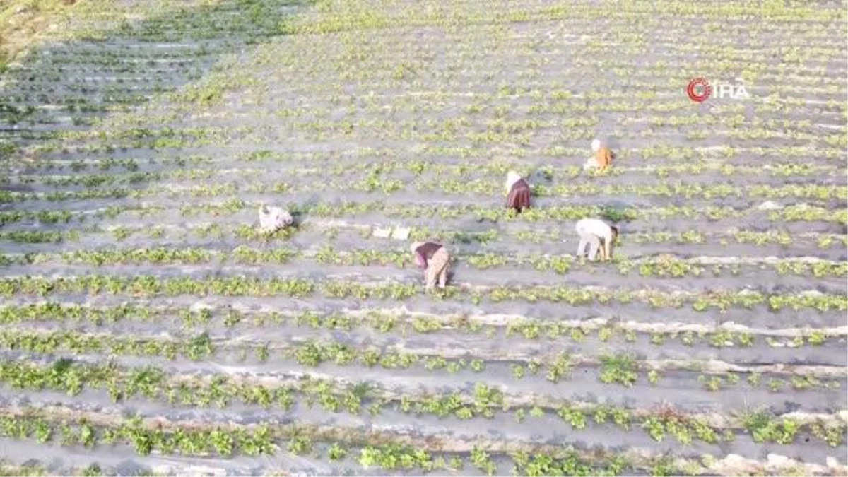 Dağ ilçelerinde imeceyle çilek hasadı başladı