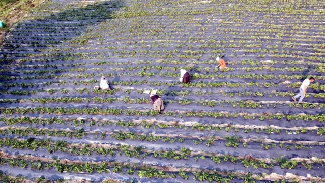 Dağ ilçelerinde imeceyle çilek hasadı başladı