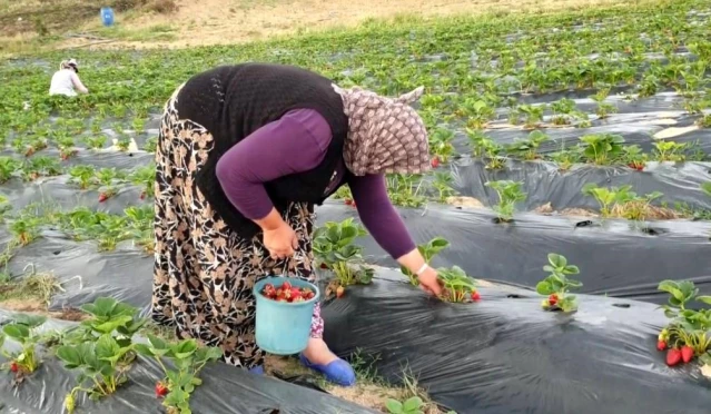 Dağ ilçelerinde imeceyle çilek hasadı başladı