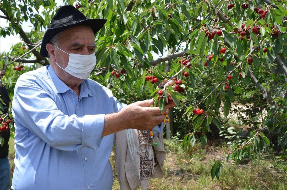 Edirne\'de huzurevi sakinleri kiraz hasadına katıldı